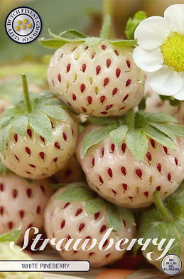 Strawberry White pineberry x 2 I .