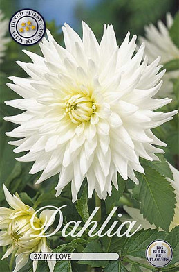 Dahlia Cactus My Love x 3 I .