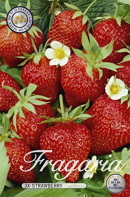 Strawberry x3 I .
