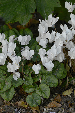 Hederifolium Album 8/10