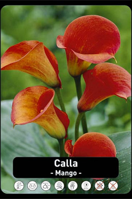 Zantedeschia Mango x25 24/+