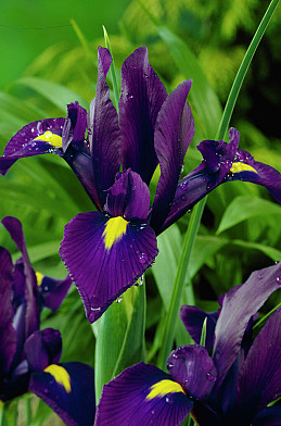 Purple Sensation 10/+