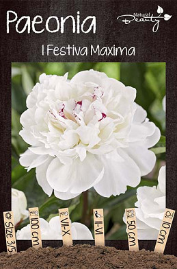 Paeonia Festiva Maxima x1 3/5 - eyes 