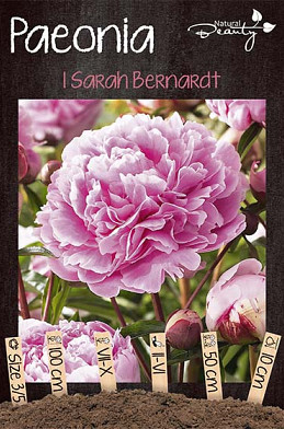 Paeonia Sarah Bernhardt x1 3/5 - eyes 