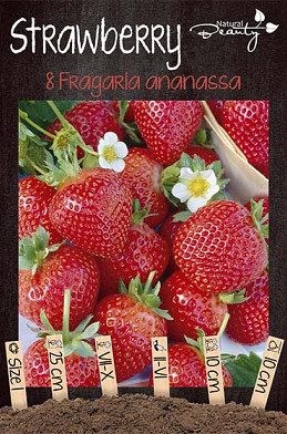 Strawberry Fragaria Ananassa x8 I