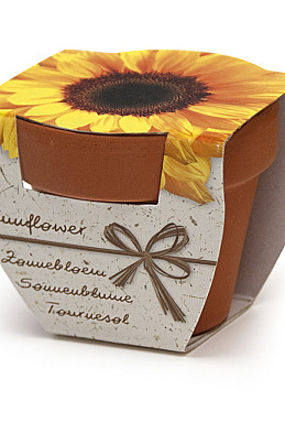 Terracotta Sunflower x60 I .
