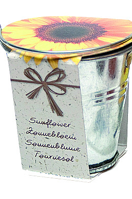Bucket Sunflower x36 .
