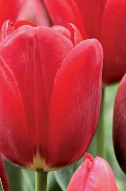 Tulipa 60 x 200 .