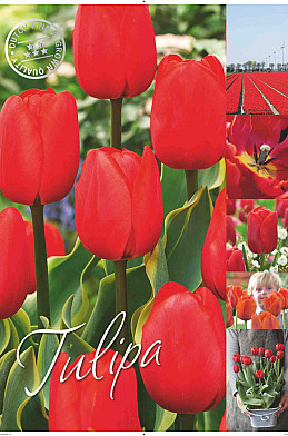 Tulipa 50 x 70 .