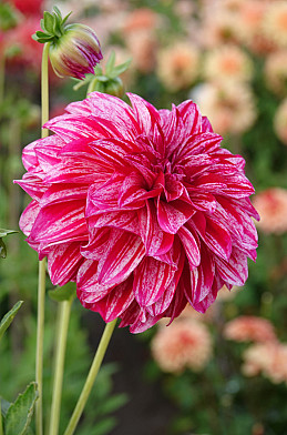 Sturm Sweet Nicole I .