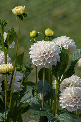 White Wizard ( Wizard of Lightening) .