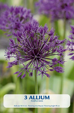 Allium Purple Rain x 3  10/12