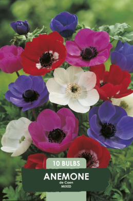 Anemone de Caen Mix x10 5/6
