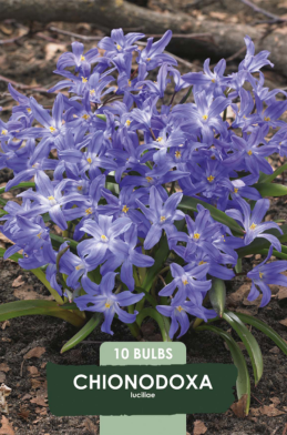 Chionodoxa Luciliae x10 5/6