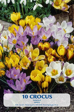 Crocus Botanical Mixed x10 7/8
