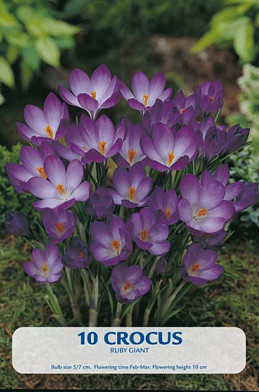 Crocus Ruby Giant x 10 5/7