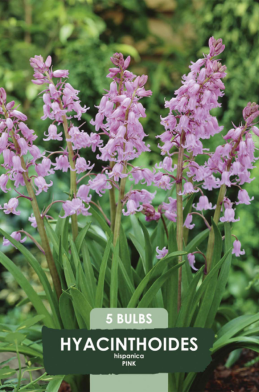 Hyacinthoides Hispanica Pink x5 8/9