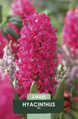 Hyacinthus Jan Bos x2 14/15