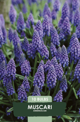 Muscari Armeniacum x10 7/8