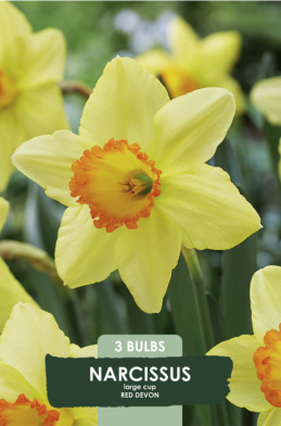 Narcissus Red Devon x3 14/16