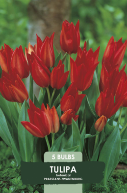 Tulipa Praestans Zwanenburg x5 8/10