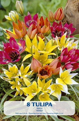 Tulipa Specie Mixed x8 7/8