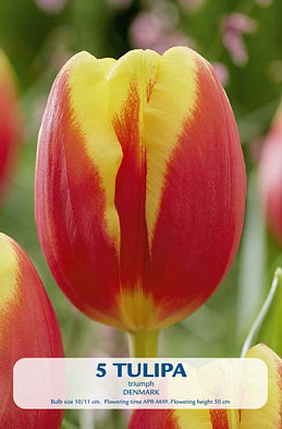 Tulipa Triumph Denmark x5 10/11