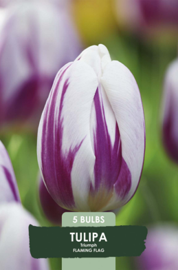 Tulipa Triumph Flaming Flag x5 10/11