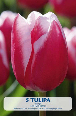 Tulipa Triumph Leen v/d Mark x5 10/11