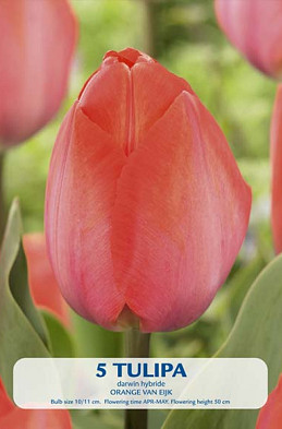 Tulipa Triumph Orange van Eijk x5 10/11