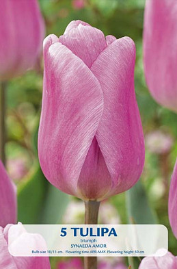 Tulipa Synaede Amor x5 10/11