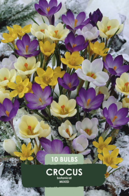 Crocus Botanical Mixed x10 5/6
