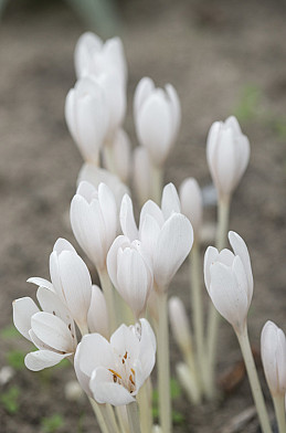 Autumnale Album 14/+