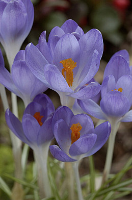 Botanisch Barr's Purple 5/+