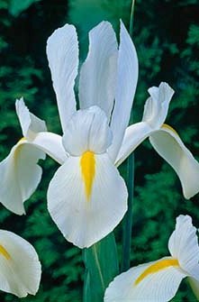 Iris Hollandica White Excelsior 10/+