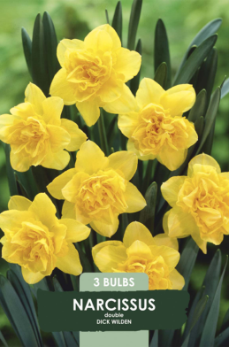 Narcissus Dick Wilden x3 14/16