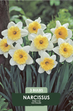 Narcissus Ice Follies x3 14/16
