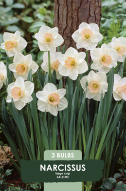 Narcissus Salome x3 14/16