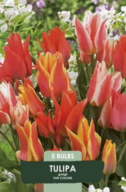 Tulipa Fun Colours x5 10/11