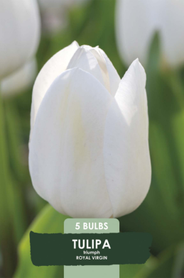 Tulipa Royal Virgin x5 10/11