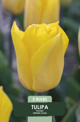 Tulipa Strong Gold x5 10/11