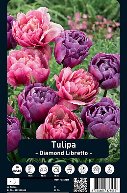 Tulipa Diamond Libretto x20 12/+
