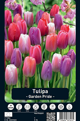 Tulipa Garden Pride x20 12/+