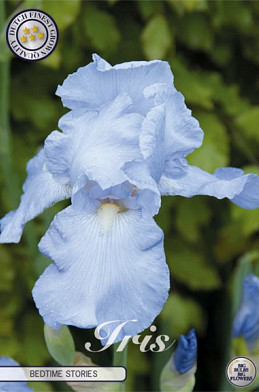 Iris Germanica Bedtime story's x1 I