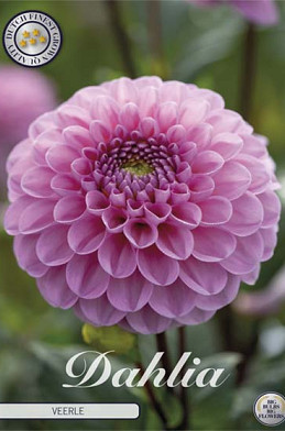 Dahlia Ball Veerle x1 I I