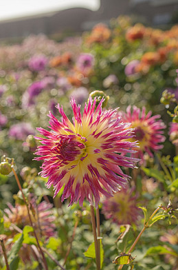 Lindsay Michelle l .