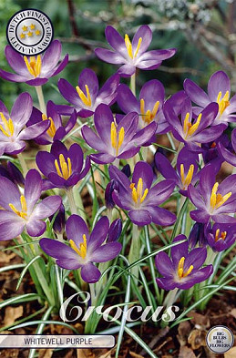 Crocus Chrysanthus Whitewell purple x15 5/6
