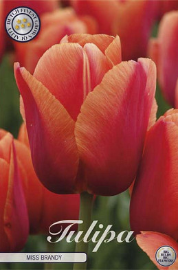 Tulp Darwin Miss Brandy x7 12/+