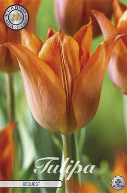 Tulp Triumph Request x10 12/+