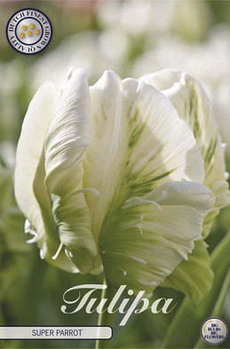 Tulp Parrot Super Parrot x7 12/+